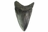 Fossil Megalodon Tooth - Georgia #144331-2